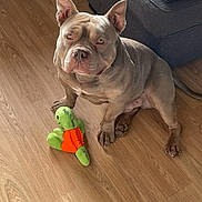 Sao participe au concours pour gagner de l'argent avec cette photo : dog, plush_toy, wooden_floor, couch, blanket, indoor, pet, animal, flooring, furniture, brown_dog, toy, sitting, ears_up, looking_up, domestic_animal, household, companion, playful, relaxed