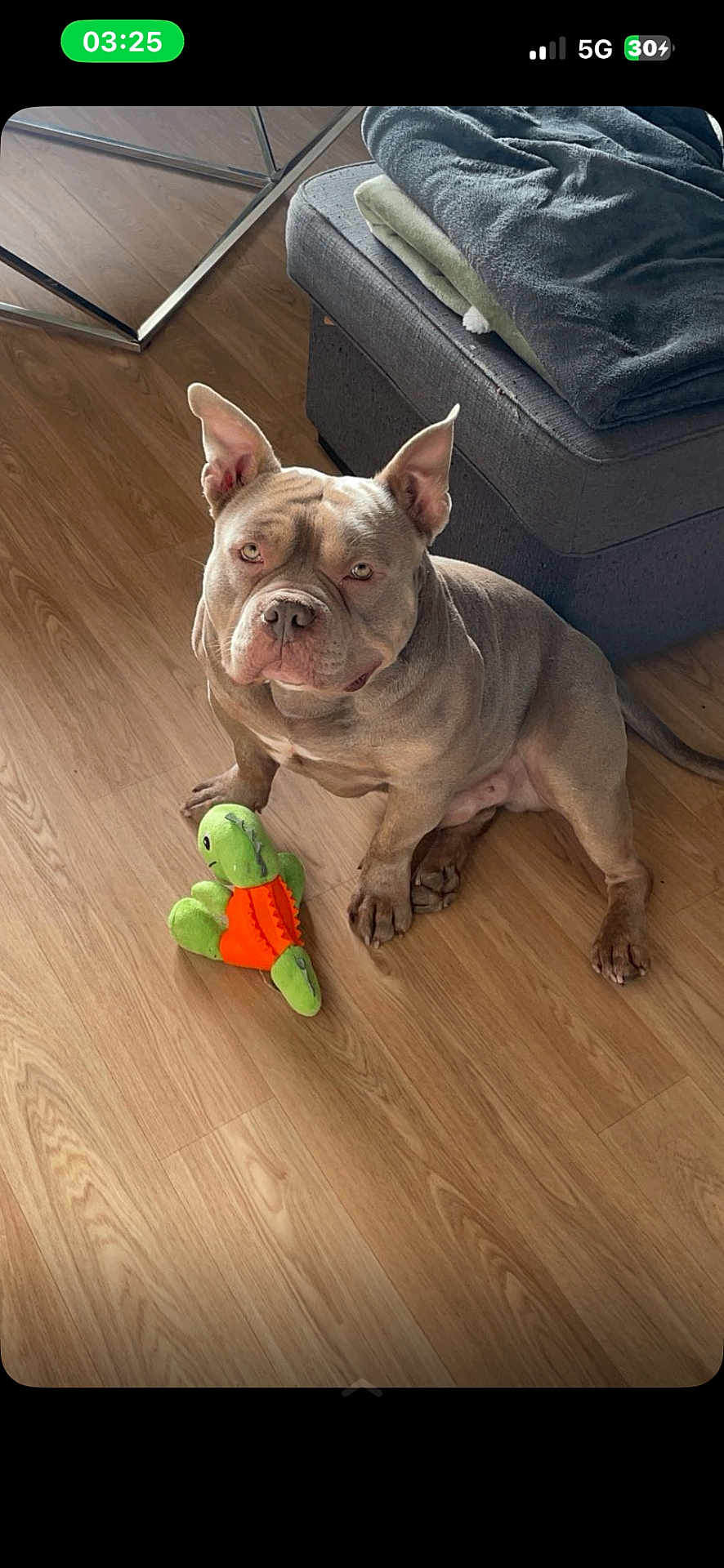 Sao participe au concours pour gagner de l'argent avec cette photo : dog, plush_toy, wooden_floor, couch, blanket, indoor, pet, animal, flooring, furniture, brown_dog, toy, sitting, ears_up, looking_up, domestic_animal, household, companion, playful, relaxed