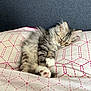 kitten, sleeping, bed, blanket, fur, cozy, cute, pet, animal, rest, paws, feline, soft, indoors, comfort, pink, white, gray, striped, young