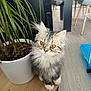 kitten, cat, fluffy, plant, potted_plant, table, indoor, wooden_table, furniture, floor, greenery, pet, animal, cute, young_cat, domestic_cat, eyes, fur, whiskers, houseplant