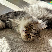 Silver a rejoint le concours — aidez-le/la à gagner de superbes lots ! cat, kitten, fluffy, carpet, indoor, sunlight, pet, animal, feline, whiskers, closeup, relaxing, cute, curious, soft, texture, laying, eyebright, domestic, shadow