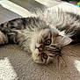 cat, kitten, fluffy, carpet, indoor, sunlight, pet, animal, feline, whiskers, closeup, relaxing, cute, curious, soft, texture, laying, eyebright, domestic, shadow