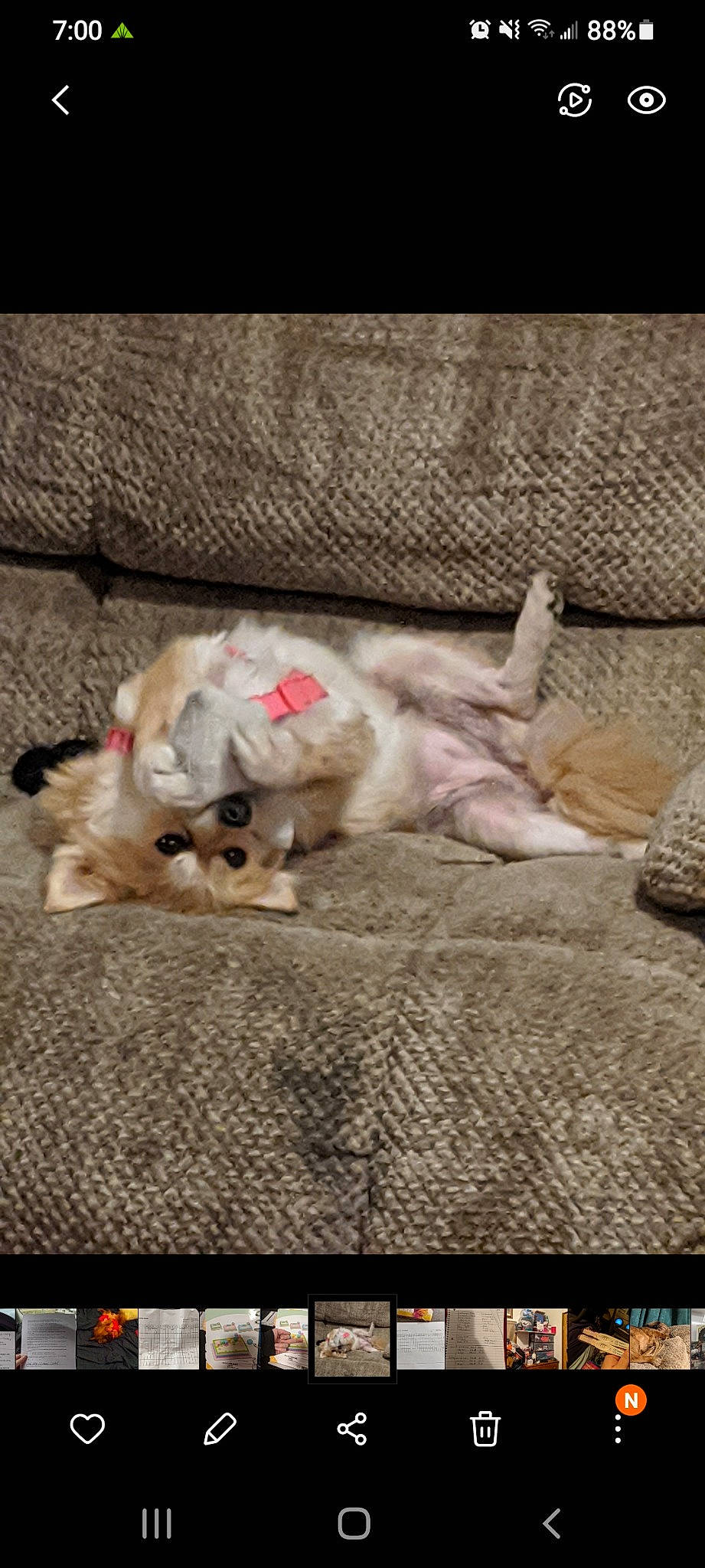 Roxy joined the competition — help win amazing prizes! canidae, carnivore, cat, comfort, companion_dog, couch, dog_breed, domestic_short_haired_cat, felidae, flooring, fur, grey, linens, nap, paw, photo_caption, small_to_medium_sized_cats, sporting_group, tail, whiskers