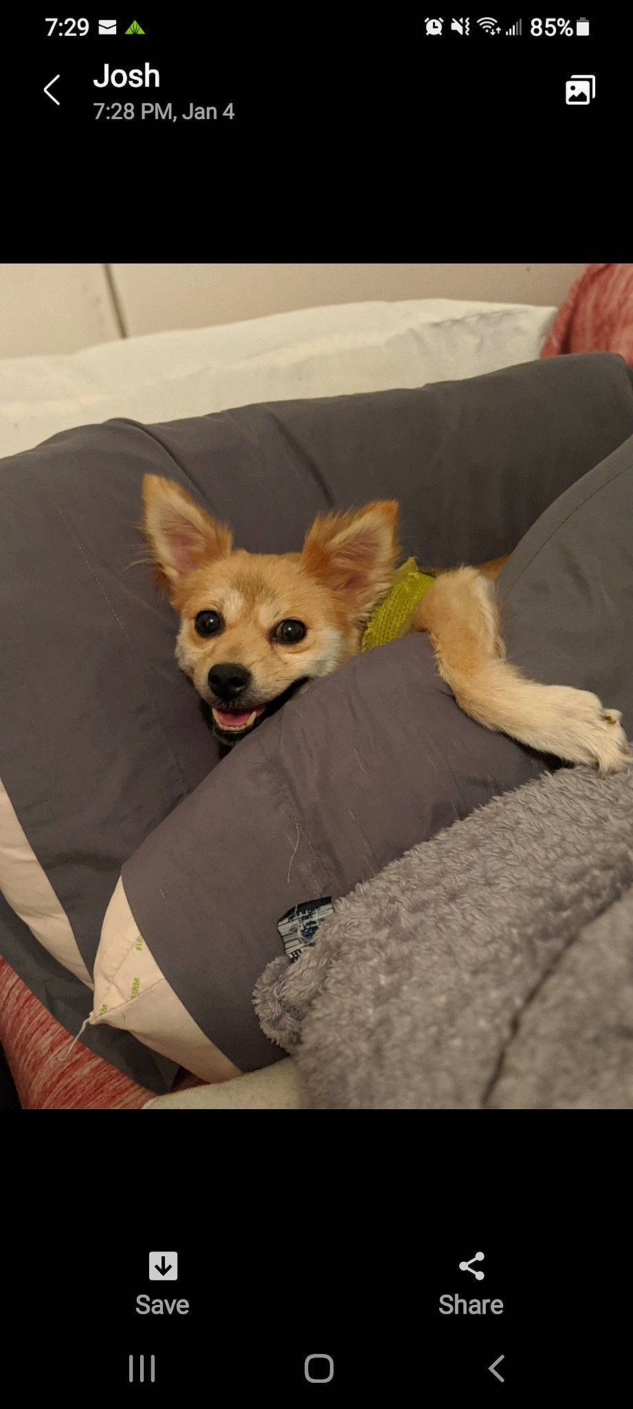 Roxy joined the competition — help win amazing prizes! bed, canidae, carnivore, chihuahua, comfort, companion_dog, couch, dog, dog_breed, dog_supply, ear, fawn, fur, mammal, snout, sporting_group, tail, toy_dog, whiskers, working_animal