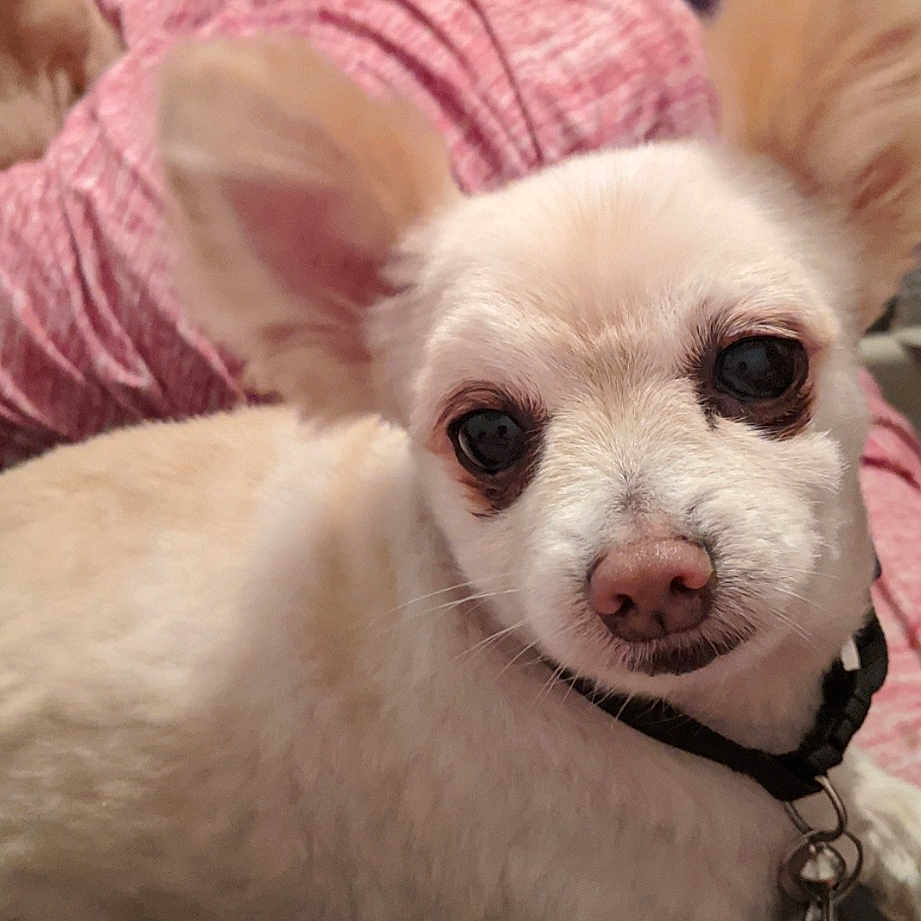 Snuggie is registered to the contest to win money with this photo: canidae, carnivore, close_up, companion_dog, dog, dog_breed, ear, event, eye, eyelash, fawn, fur, happy, magenta, non_sporting_group, pink, snout, terrestrial_animal, whiskers, working_animal