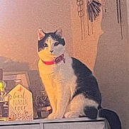 Mercy is registered to the contest to win money with this photo: cat, black_and_white, collar, indoor, cabinet, decor, sign, text, hanging_chains, shadow, pet, feline, animal, sitting, home, warm_light, cute, domestic, cozy, portrait