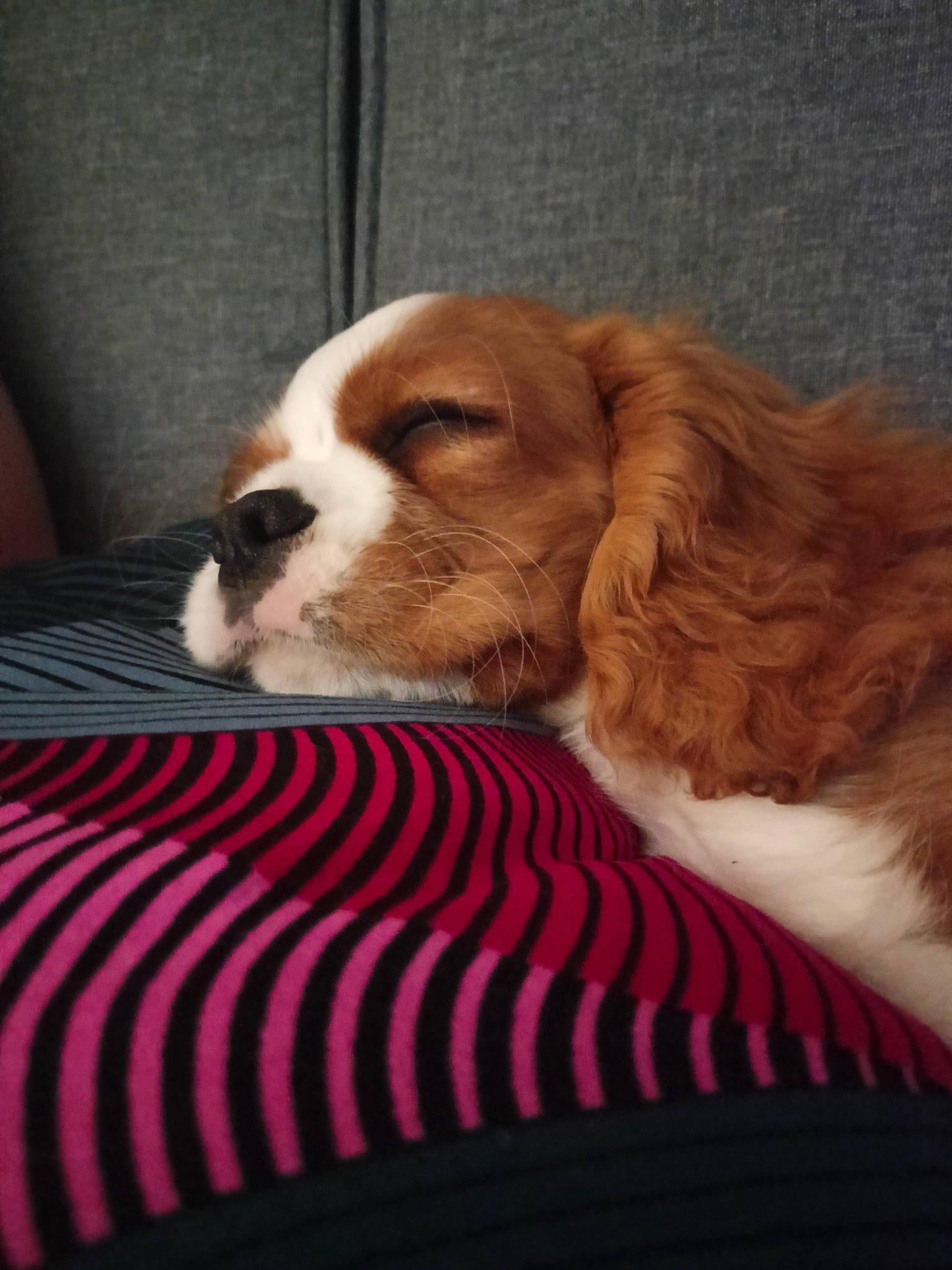 Ti-lou participe au concours pour gagner de l'argent avec cette photo : bored, canidae, carnivore, cavalier_king_charles_spaniel, comfort, companion_dog, dog, dog_breed, dog_supply, door, fawn, fur, king_charles_spaniel, liver, snout, spaniel, sporting_group, terrestrial_animal, toy_dog, whiskers