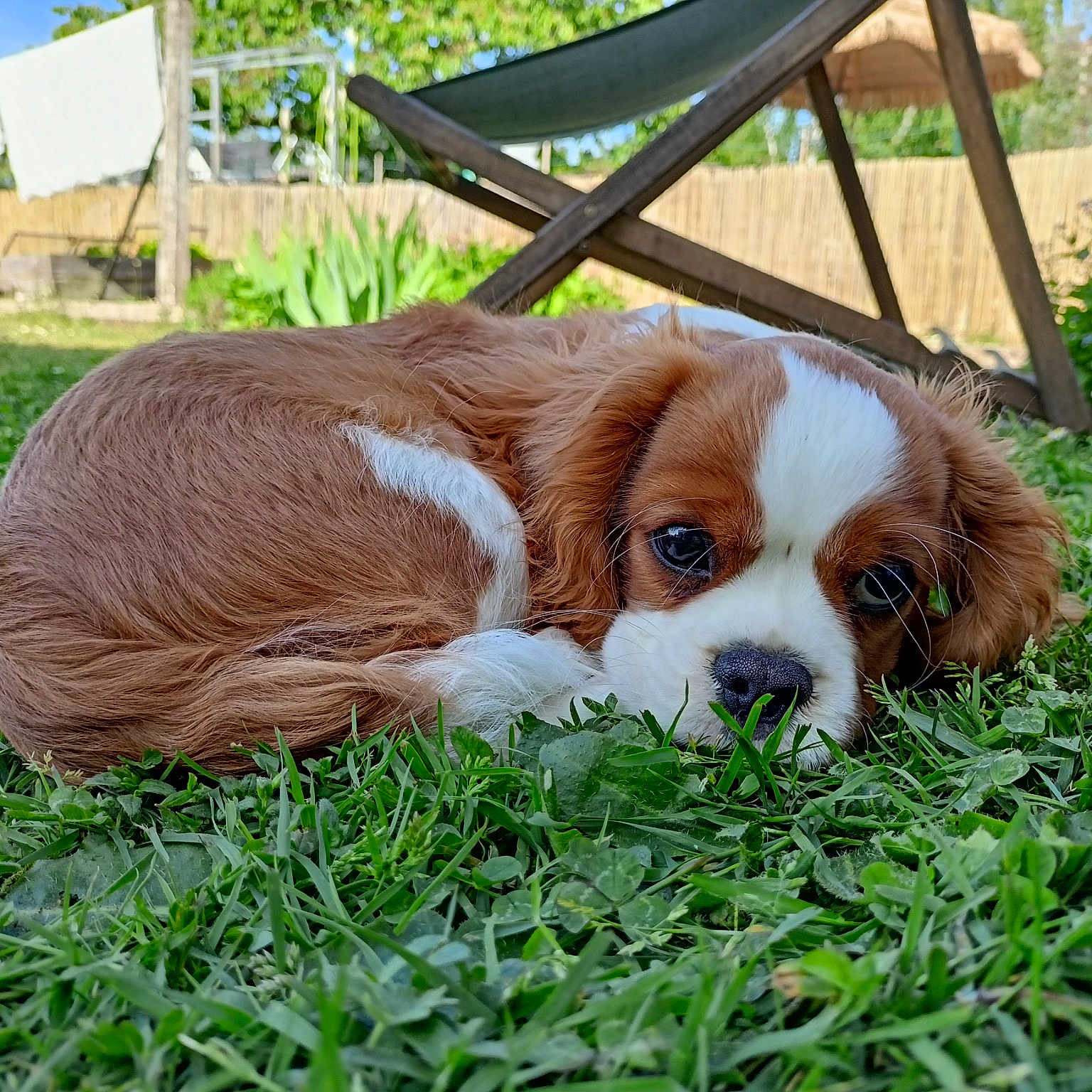Ti-lou