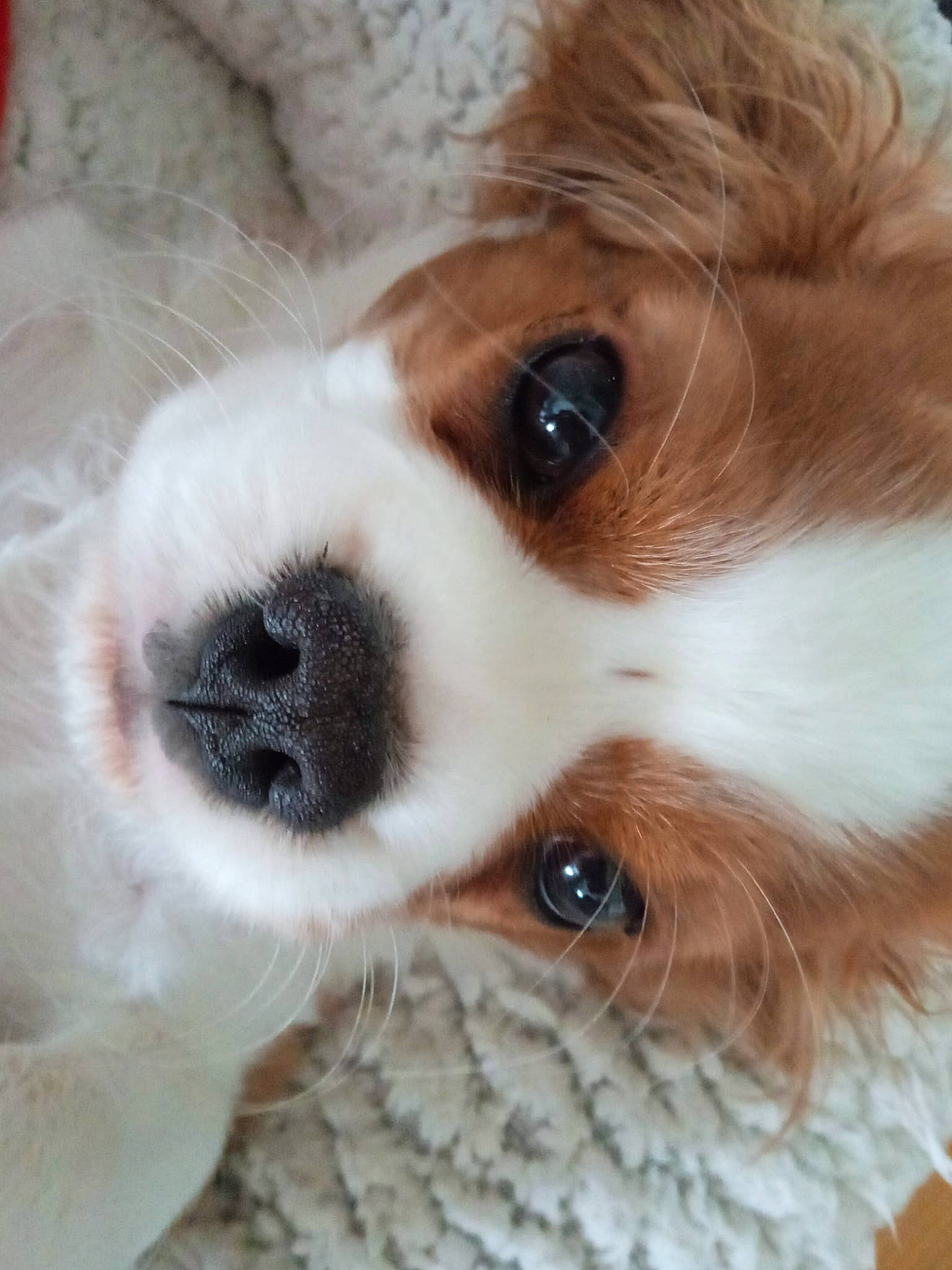 Ti-lou a rejoint le concours — aidez-le/la à gagner de superbes lots ! bored, canidae, carnivore, cavalier_king_charles_spaniel, companion_dog, dog, dog_breed, ear, eye, fawn, fur, king_charles_spaniel, liver, snout, spaniel, sporting_group, terrestrial_animal, toy_dog, whiskers, working_animal