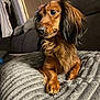 Autri participe au concours pour gagner de l'argent avec cette photo : dog, dachshund, long_hair, brown, black, pet, indoor, blanket, couch, fur, animal, cute, relaxed, portrait, paw, cozy, looking_away, home, texture, expression