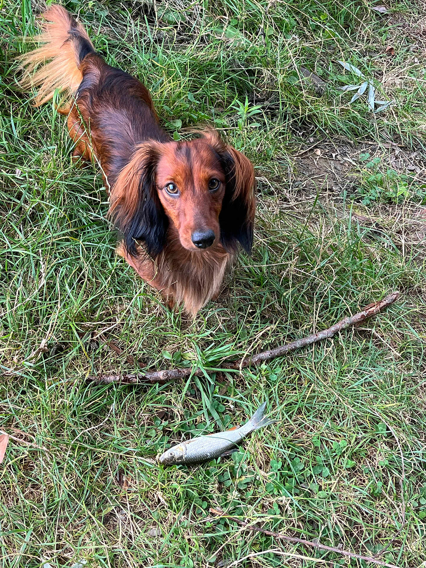 Autri participe au concours pour gagner de l'argent avec cette photo : dog, dachshund, long_hair, grass, outdoor, animal, pet, stick, fish, nature, curious, brown, black, ground, canine, mammal, looking_up, small_dog, fur, eyes