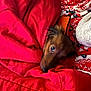 Autri a rejoint le concours — aidez-le/la à gagner de superbes lots ! dog, blanket, red, cozy, pet, fur, snug, indoor, cute, resting, comfort, warm, bed, pattern, fabric, animal, sleepy, closeup, portrait, relaxation