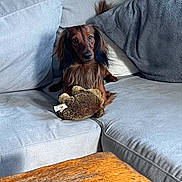 Autri participe au concours pour gagner de l'argent avec cette photo : dog, dachshund, long_hair, pet, couch, plush_toy, gray_couch, wooden_table, indoor, cozy, furniture, home, animal, looking, sitting, cute, domestic, relaxed, soft_toy, companion