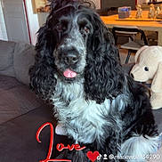 Maurice participe au concours pour gagner de l'argent avec cette photo : dog, black_and_white, curly_fur, tongue_out, couch, stuffed_animal, living_room, table, chair, door, bookshelf, decorations, indoor, pet, playful, fur, home, furniture, text_overlay, heart