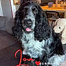 dog, black_and_white, curly_fur, tongue_out, couch, stuffed_animal, living_room, table, chair, door, bookshelf, decorations, indoor, pet, playful, fur, home, furniture, text_overlay, heart