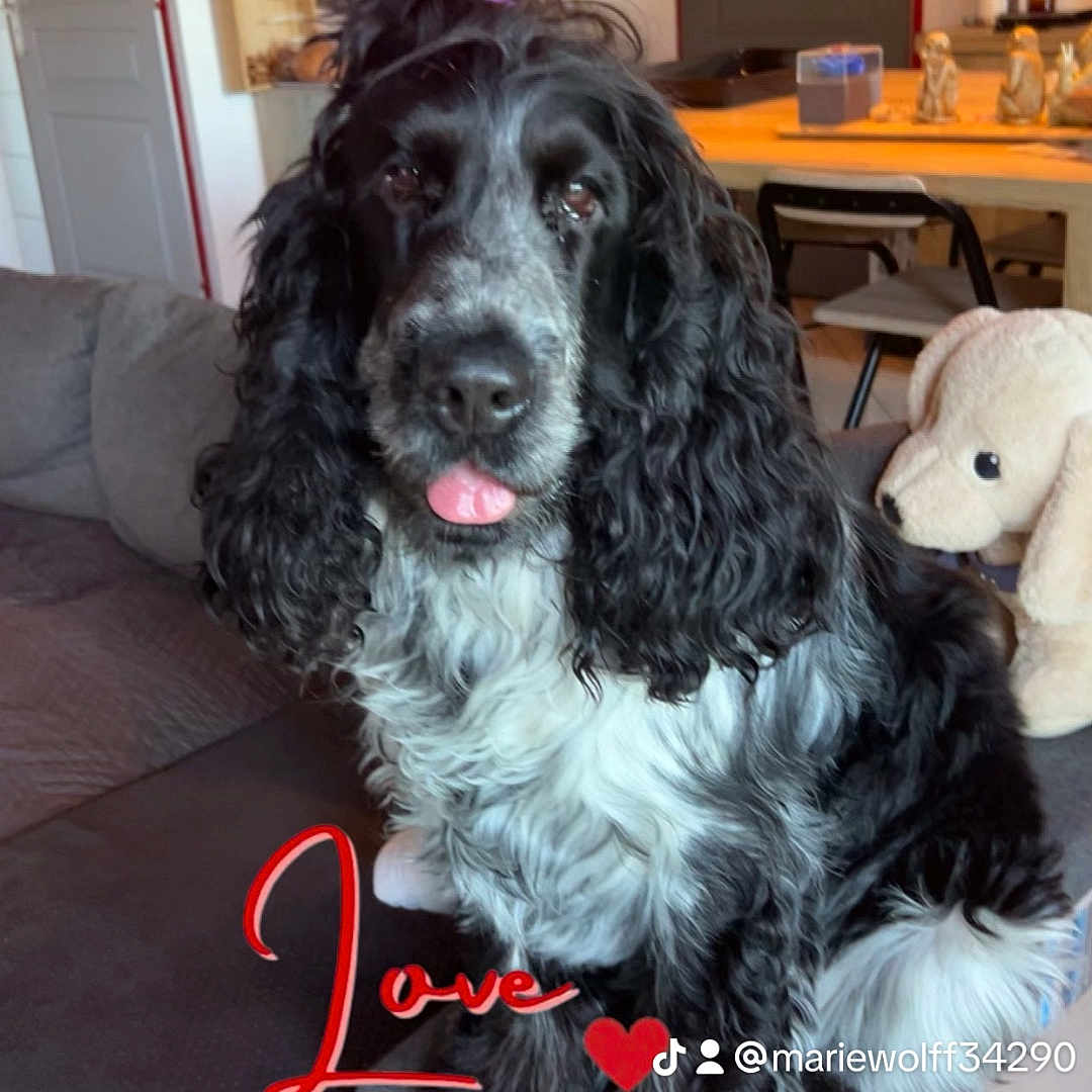 Maurice participe au concours pour gagner de l'argent avec cette photo : dog, black_and_white, curly_fur, tongue_out, couch, stuffed_animal, living_room, table, chair, door, bookshelf, decorations, indoor, pet, playful, fur, home, furniture, text_overlay, heart