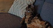 Bao participe au concours pour gagner de l'argent avec cette photo : cat, fluffy, long_hair, feline, pet, animal, couch, sofa, remote_control, blanket, pillow, living_room, dining_room, indoor, home, relaxed, sitting, lounging, brown_fur, warm_lighting