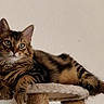 cat, tabby, fluffy, long_hair, feline, pet, animal, green_eyes, whiskers, striped_fur, brown_fur, white_chest, sitting, lounging, scratching_post, indoor, portrait, close_up, alert, relaxed