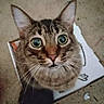 Baki is registered to the contest to win money with this photo: animal, box, cardboard, cat, close_up, curious, cute, domestic, ears, feline, floor, fur, indoor, looking_up, mammal, pet, portrait, tabby, whiskers, wide_eyes