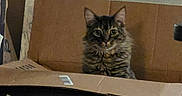 Baki joined the competition — help win amazing prizes! animal, box, brown, cardboard, cardboard_box, cat, chewy, container, curious, ears, eyes, feline, fur, indoor, looking, pet, pet_lovers, sitting, tabby, whiskers