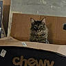 animal, box, brown, cardboard, cardboard_box, cat, chewy, container, curious, ears, eyes, feline, fur, indoor, looking, pet, pet_lovers, sitting, tabby, whiskers