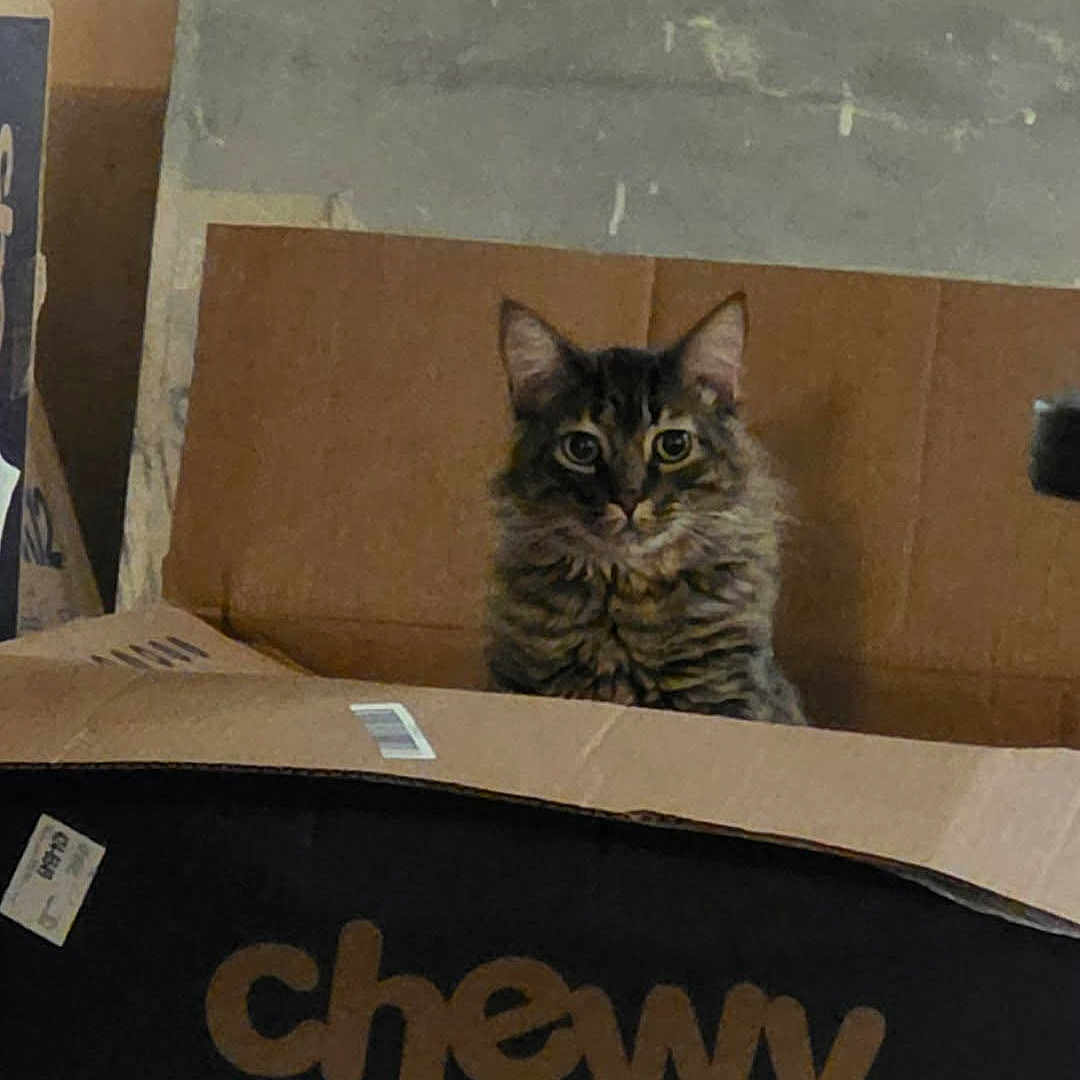 Baki joined the competition — help win amazing prizes! animal, box, brown, cardboard, cardboard_box, cat, chewy, container, curious, ears, eyes, feline, fur, indoor, looking, pet, pet_lovers, sitting, tabby, whiskers