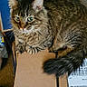 Baki joined the competition — help win amazing prizes! animal, box, cardboard, cat, curious, domestic, ears, feline, fluffy, fur, green_eyes, home, indoor, looking, pet, resting, sitting, tabby, tail, whiskers