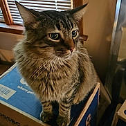 Baki joined the competition — help win amazing prizes! animal, blinds, box, cardboard, cat, cozy, curious, domestic_animal, feline, fur, home, indoor, looking_away, perched, pet, sitting, stack, tabby, whiskers, window