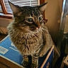 animal, blinds, box, cardboard, cat, cozy, curious, domestic_animal, feline, fur, home, indoor, looking_away, perched, pet, sitting, stack, tabby, whiskers, window
