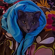 Goose joined the competition — help win amazing prizes! cat, animal, pet, blanket, blue, cozy, wrapped, fur, face, eyes, indoor, colorful, pattern, floral, cute, comfort, snug, portrait, resting, warm