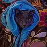 cat, animal, pet, blanket, blue, cozy, wrapped, fur, face, eyes, indoor, colorful, pattern, floral, cute, comfort, snug, portrait, resting, warm