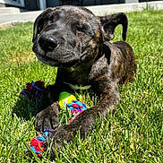 Mazie joined the competition — help win amazing prizes! dog, puppy, brindle_coat, grass, toy, rope_toy, tennis_ball, outdoor, pet, sunlight, paw, close_up, sleeping, content, lawn, happy, muzzle, nose, ear, canine