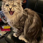 Ully participe au concours pour gagner de l'argent avec cette photo : animal, cat, chair, cute, domestic_cat, expressive, feline, fluffy, fur, gray_cat, indoor, mammal, pet, playful, sitting, tabby, tongue_out, whiskers, white_paws, winking