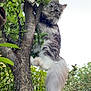 Ully a rejoint le concours — aidez-le/la à gagner de superbes lots ! cat, animal, tree, climbing, outdoor, nature, greenery, leaf, fur, pet, wildlife, branch, curious, fluffy, mammal, whiskers, tail, daylight, closeup, expression