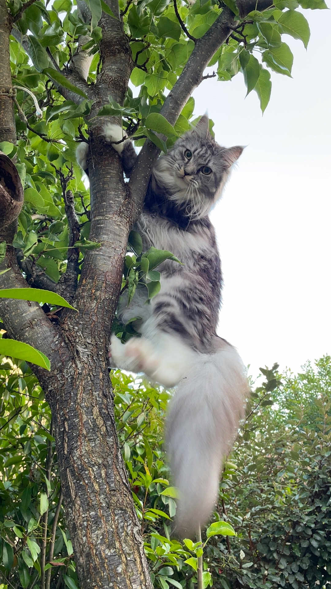 Ully a rejoint le concours — aidez-le/la à gagner de superbes lots ! cat, animal, tree, climbing, outdoor, nature, greenery, leaf, fur, pet, wildlife, branch, curious, fluffy, mammal, whiskers, tail, daylight, closeup, expression