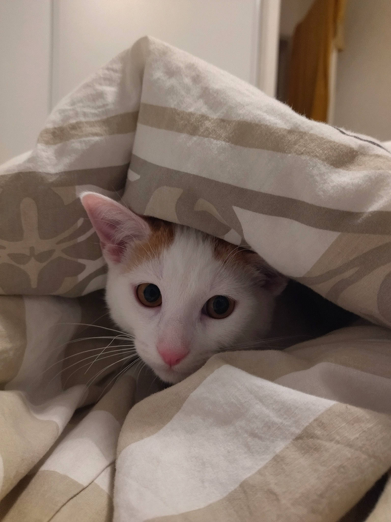 Socrate participe au concours pour gagner de l'argent avec cette photo : box, cardboard, carnivore, cat, comfort, domestic_short_haired_cat, ear, fawn, felidae, fur, linens, packaging_and_labeling, paper_bag, paper_product, small_to_medium_sized_cats, snout, tail, whiskers, wood