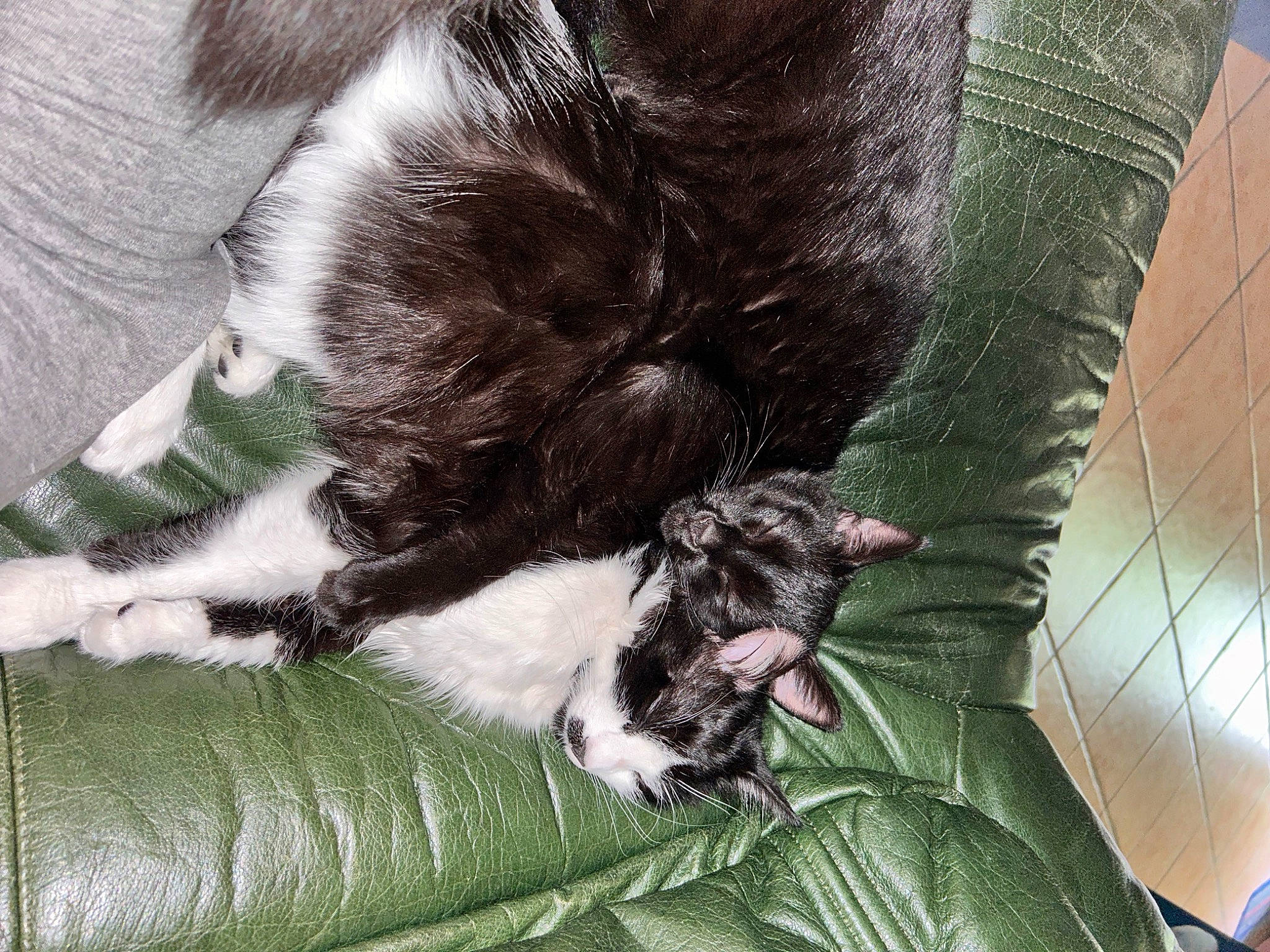 Guizmo a rejoint le concours — aidez-le/la à gagner de superbes lots ! canidae, carnivore, cat, claw, comfort, dog_breed, domestic_short_haired_cat, felidae, foot, fur, human_leg, liver, nap, paw, small_to_medium_sized_cats, sporting_group, tail, terrestrial_animal, whiskers