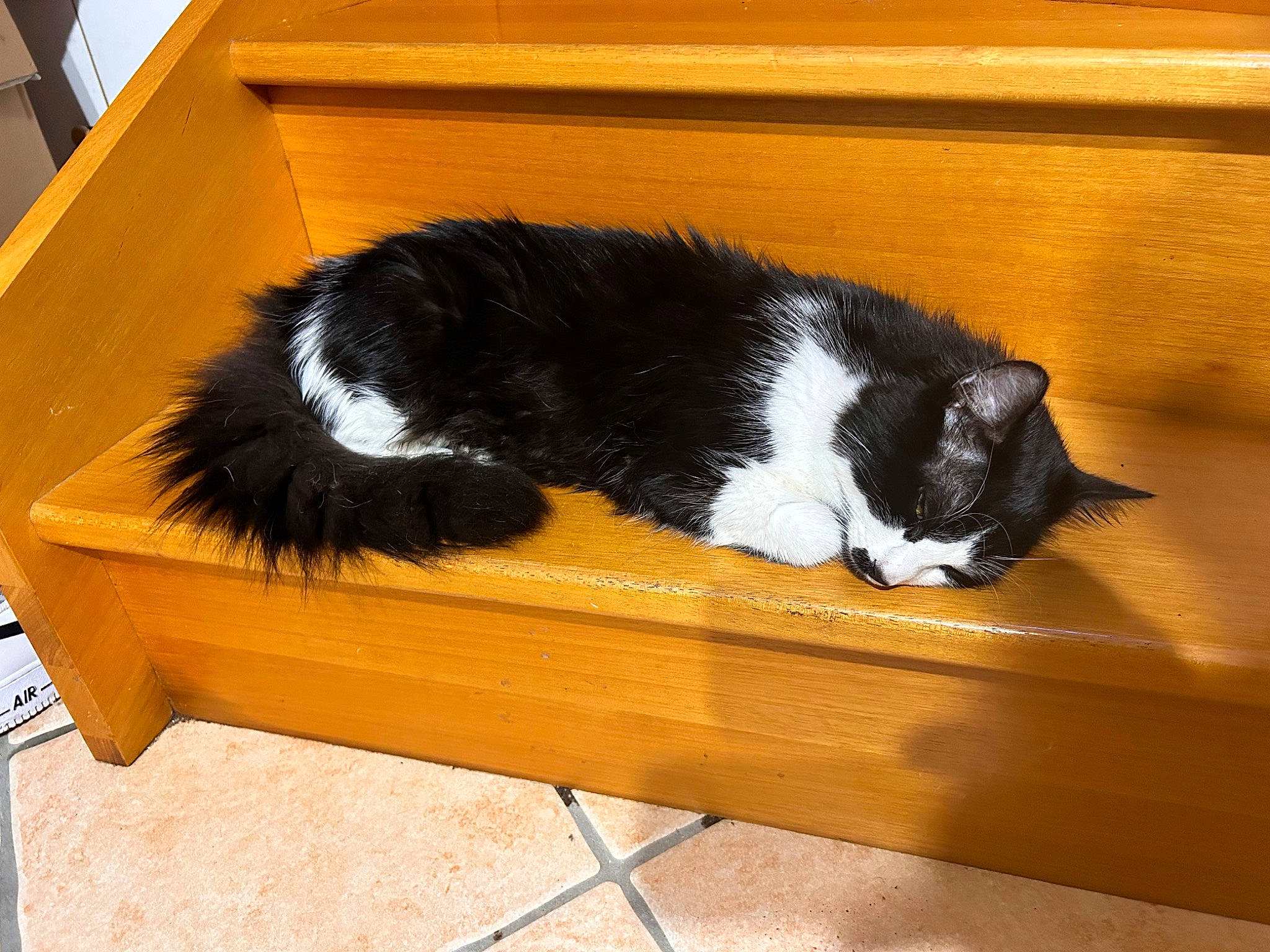 Guizmo participe au concours pour gagner de l'argent avec cette photo : carnivore, cat, cat_supply, comfort, domestic_short_haired_cat, felidae, flooring, fur, hardwood, mammal, pet_supply, rectangle, small_to_medium_sized_cats, snout, table, tail, vertebrate, whiskers, window, wood