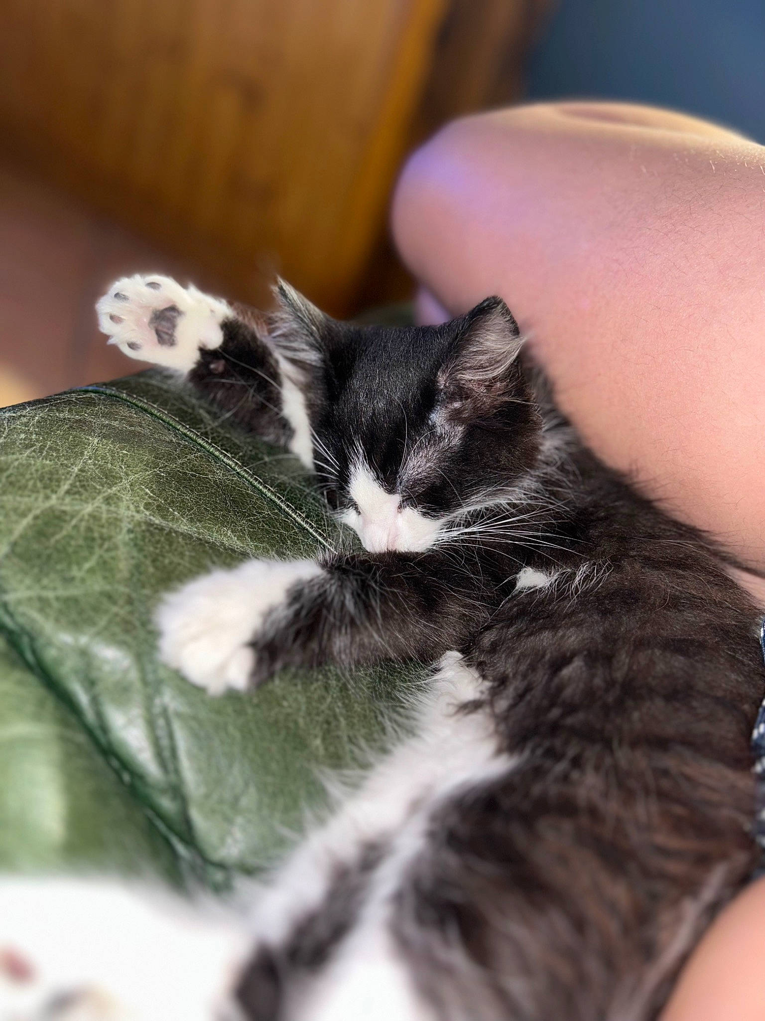 Guizmo participe au concours pour gagner de l'argent avec cette photo : carnivore, cat, claw, comfort, domestic_short_haired_cat, eye, felidae, foot, fur, human_leg, nail, nap, paw, sleep, small_to_medium_sized_cats, snout, tail, terrestrial_animal, whiskers