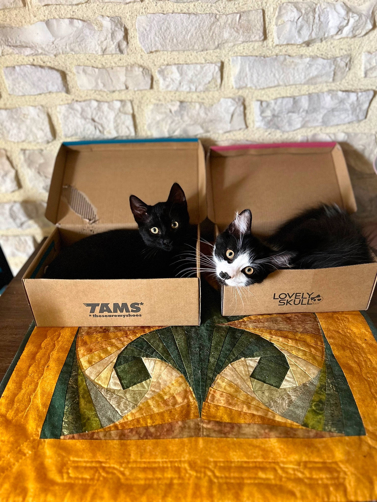 Guizmo a rejoint le concours — aidez-le/la à gagner de superbes lots ! art, black_cat, box, brown, cardboard, carnivore, cat, eyewear, felidae, font, grey, packaging_and_labeling, pet_supply, rectangle, room, small_to_medium_sized_cats, snout, tail, whiskers, wood