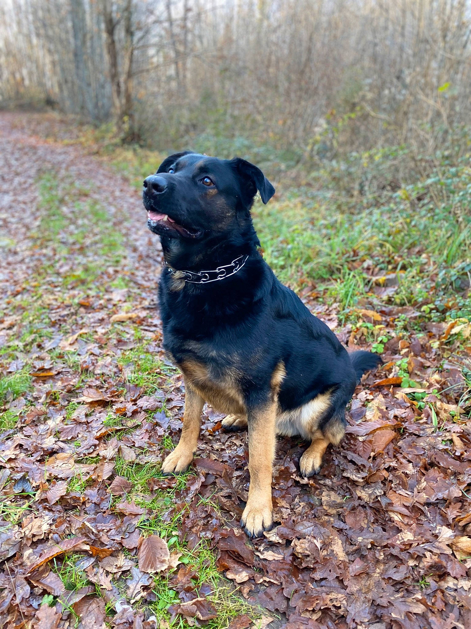 Pastis a rejoint le concours — aidez-le/la à gagner de superbes lots ! canidae, carlin_pinscher, carnivore, collar, companion_dog, dog, dog_breed, dog_collar, fawn, grass, guard_dog, hunting_dog, pet_supply, plant, sporting_group, working_animal, working_dog