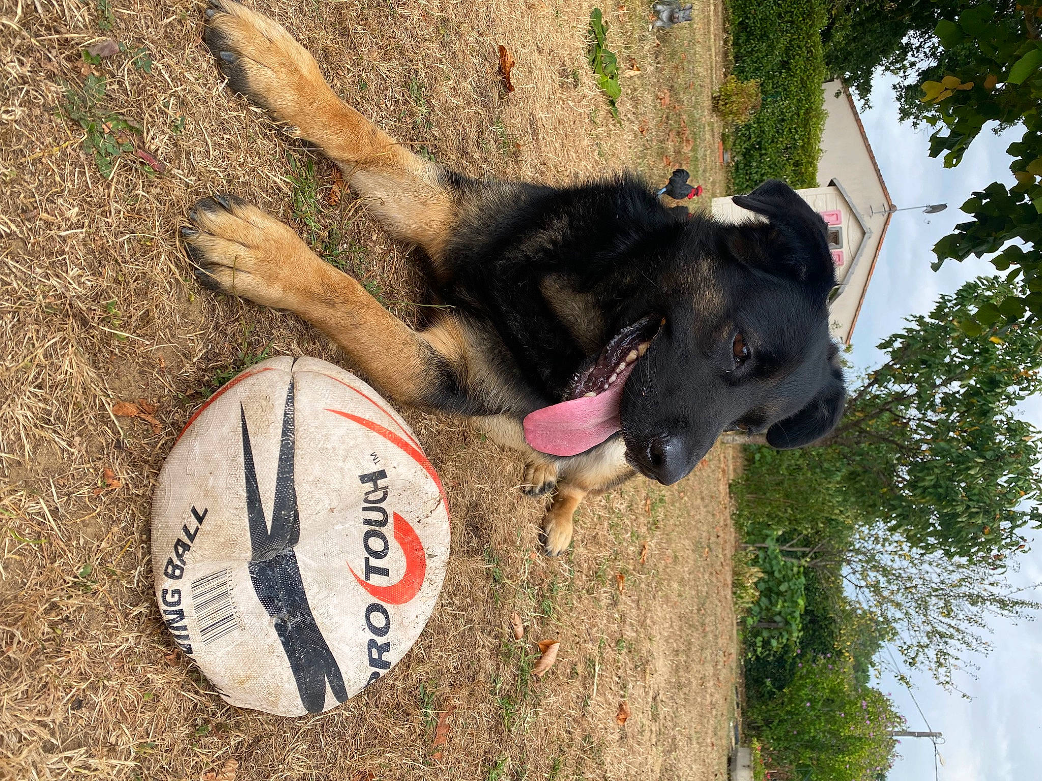 Pastis a rejoint le concours — aidez-le/la à gagner de superbes lots ! ball, canidae, carmine, carnivore, dog, dog_breed, fawn, fun, grass, plant, recreation, sky, snout, sporting_group, tail, terrestrial_animal, tree, trunk, wood, working_animal
