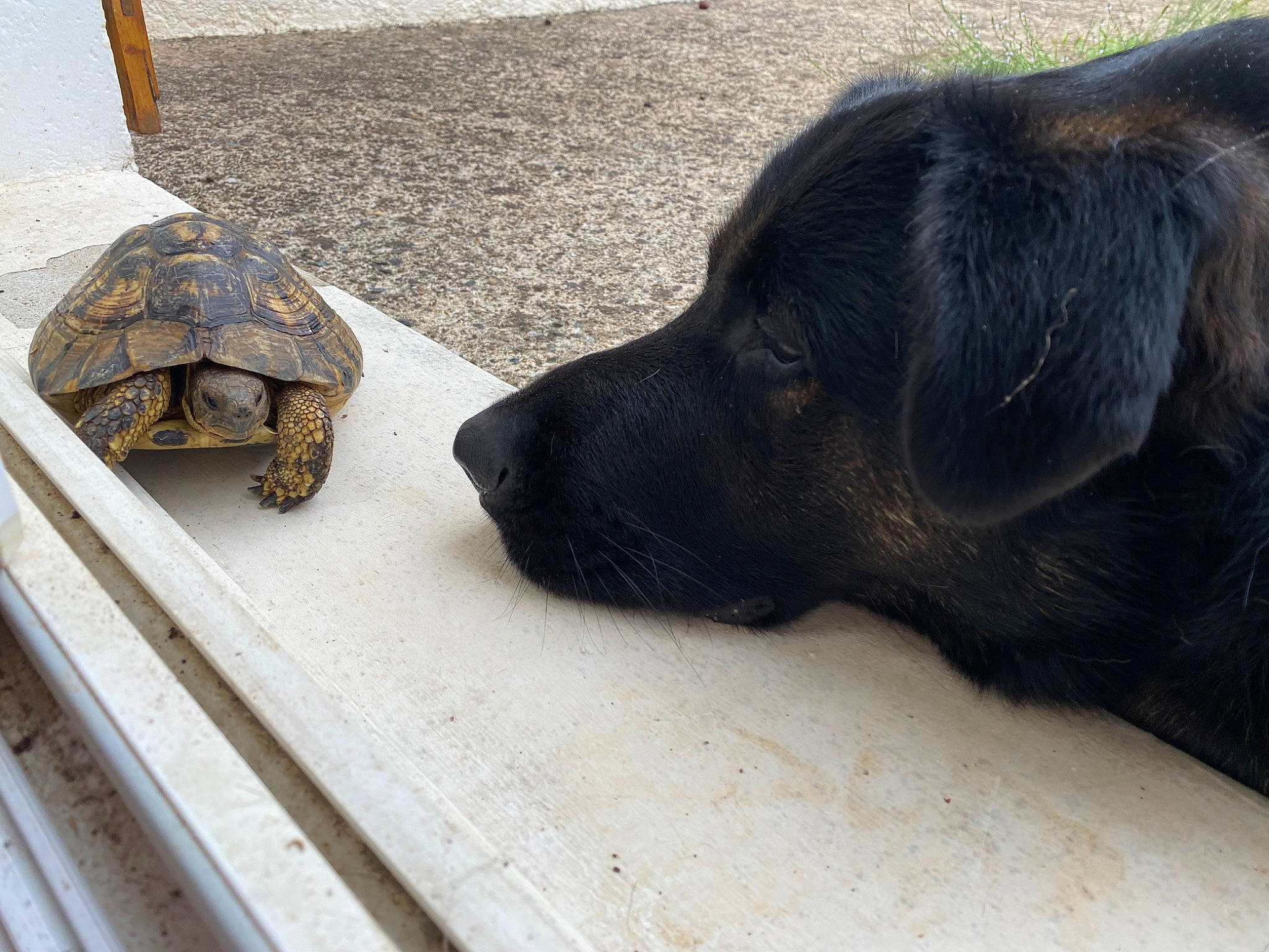 Pastis a rejoint le concours — aidez-le/la à gagner de superbes lots ! borador, canidae, carnivore, companion_dog, dog, dog_breed, dog_collar, flooring, fur, gopher_tortoise, liver, reptile, road_surface, snout, tail, terrestrial_animal, tortoise, turtle, wood, working_animal