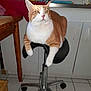 cat, orange_cat, white_cat, stool, kitchen, tile_floor, furniture, domestic_animal, pet, relaxed, indoor, counter, sink, cabinet, table, wooden_leg, household, animal, mammal, resting