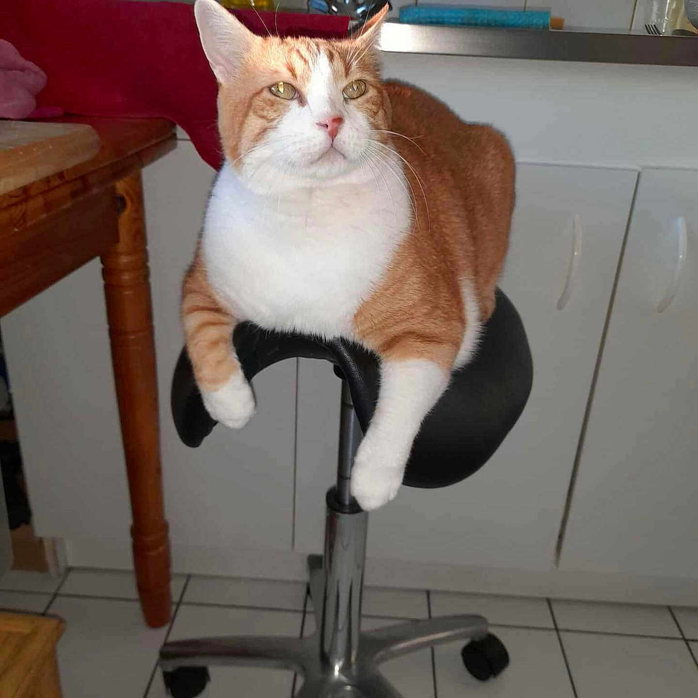 Titi participe au concours pour gagner de l'argent avec cette photo : animal, cabinet, cat, counter, domestic_animal, furniture, household, indoor, kitchen, mammal, orange_cat, pet, relaxed, resting, sink, stool, table, tile_floor, white_cat, wooden_leg