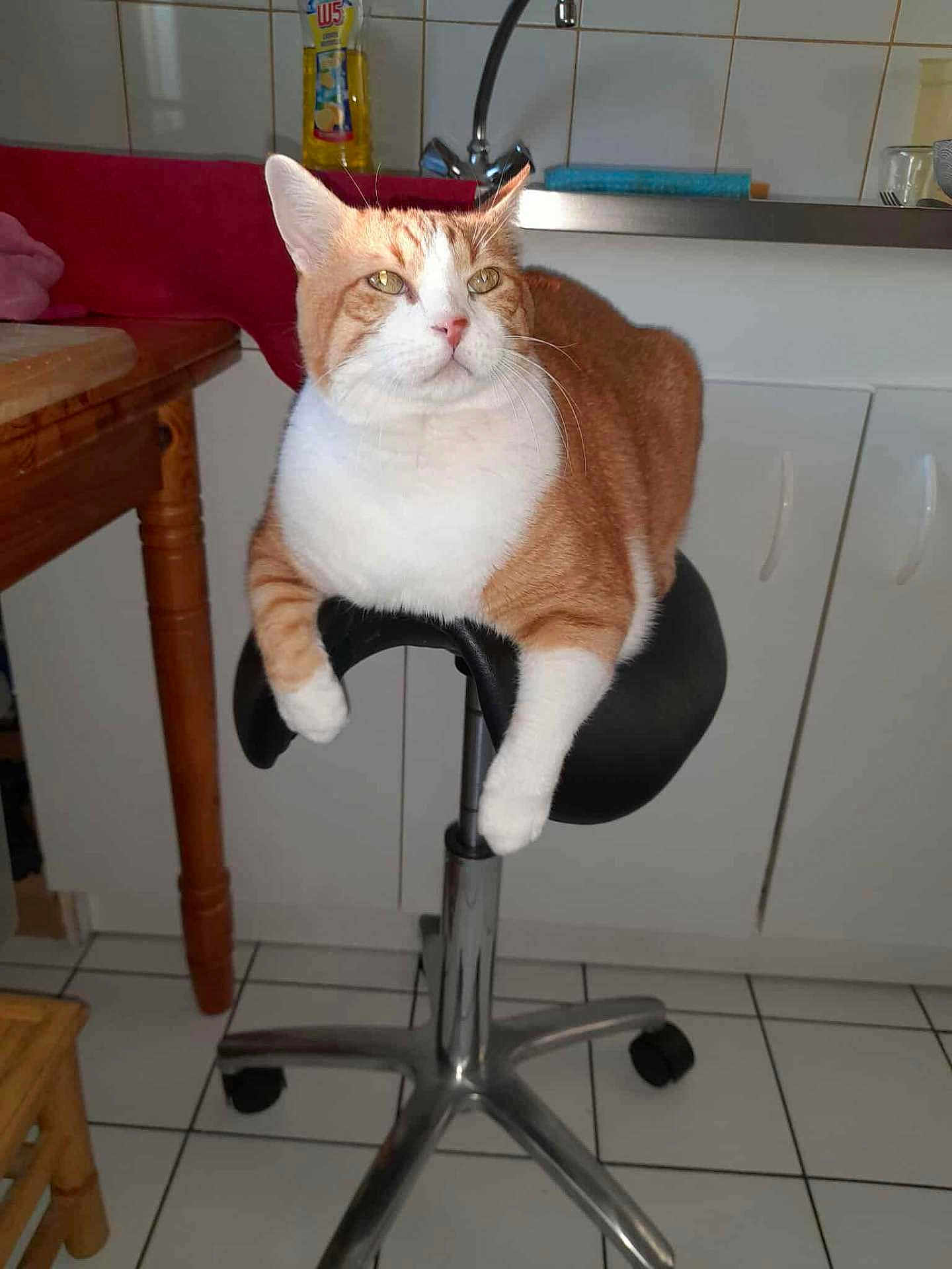 Titi participe au concours pour gagner de l'argent avec cette photo : cat, orange_cat, white_cat, stool, kitchen, tile_floor, furniture, domestic_animal, pet, relaxed, indoor, counter, sink, cabinet, table, wooden_leg, household, animal, mammal, resting
