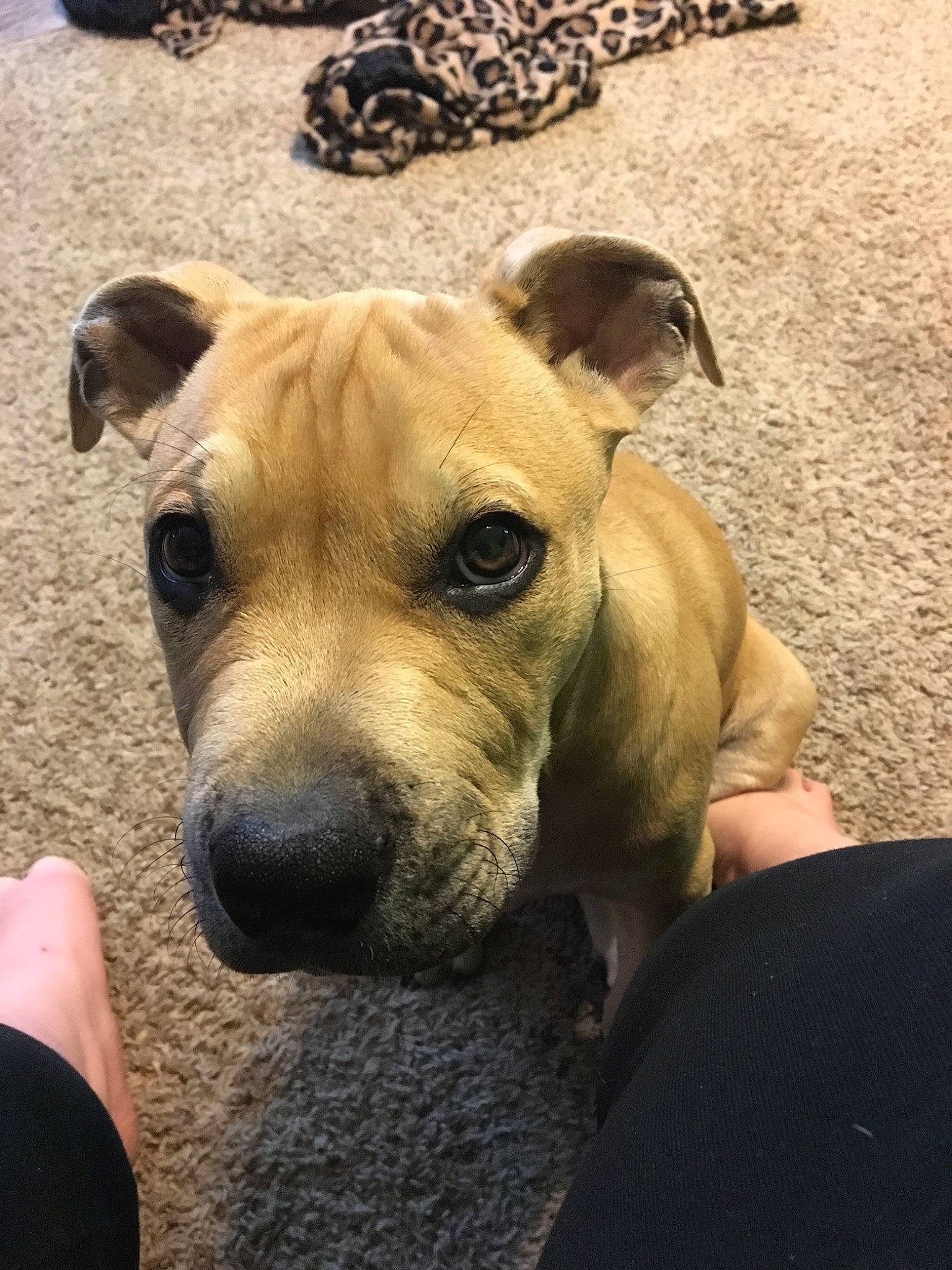 Leo joined the competition — help win amazing prizes! american_pit_bull_terrier, american_staffordshire_terrier, black_mouth_cur, canidae, carnivore, companion_dog, dog, dog_breed, ear, fawn, mammal, non_sporting_group, pit_bull, potcake_dog, puppy, snout, staffordshire_bull_terrier, vertebrate, whiskers