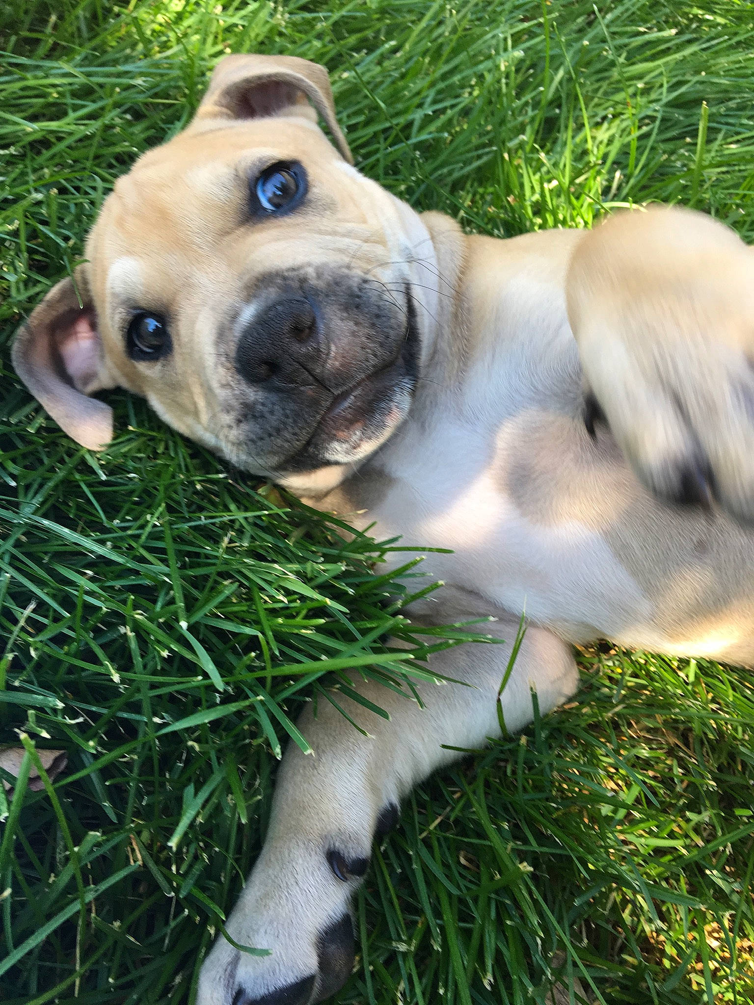 Leo is registered to the contest to win money with this photo: beagador, black_mouth_cur, boerboel, canidae, carnivore, companion_dog, dog, dog_breed, fawn, grass, labrador_retriever, mammal, nose, plant, pug, puggle, puppy, puppy_love, snout, sporting_group