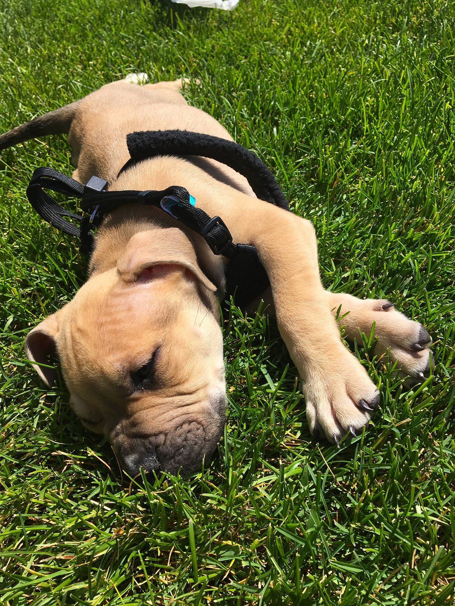 Leo is registered to the contest to win money with this photo: canidae, carnivore, companion_dog, dog, dog_breed, fawn, grass, lawn, non_sporting_group, plant, puppy, shar_pei, snout, sporting_group