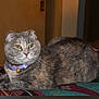 cat, gray_cat, folded_ears, purple_collar, bell, indoor, blanket, patterned_blanket, resting, pet, feline, fur, cute, animal, domestic_cat, looking_away, cozy, soft_lighting, closeup, household